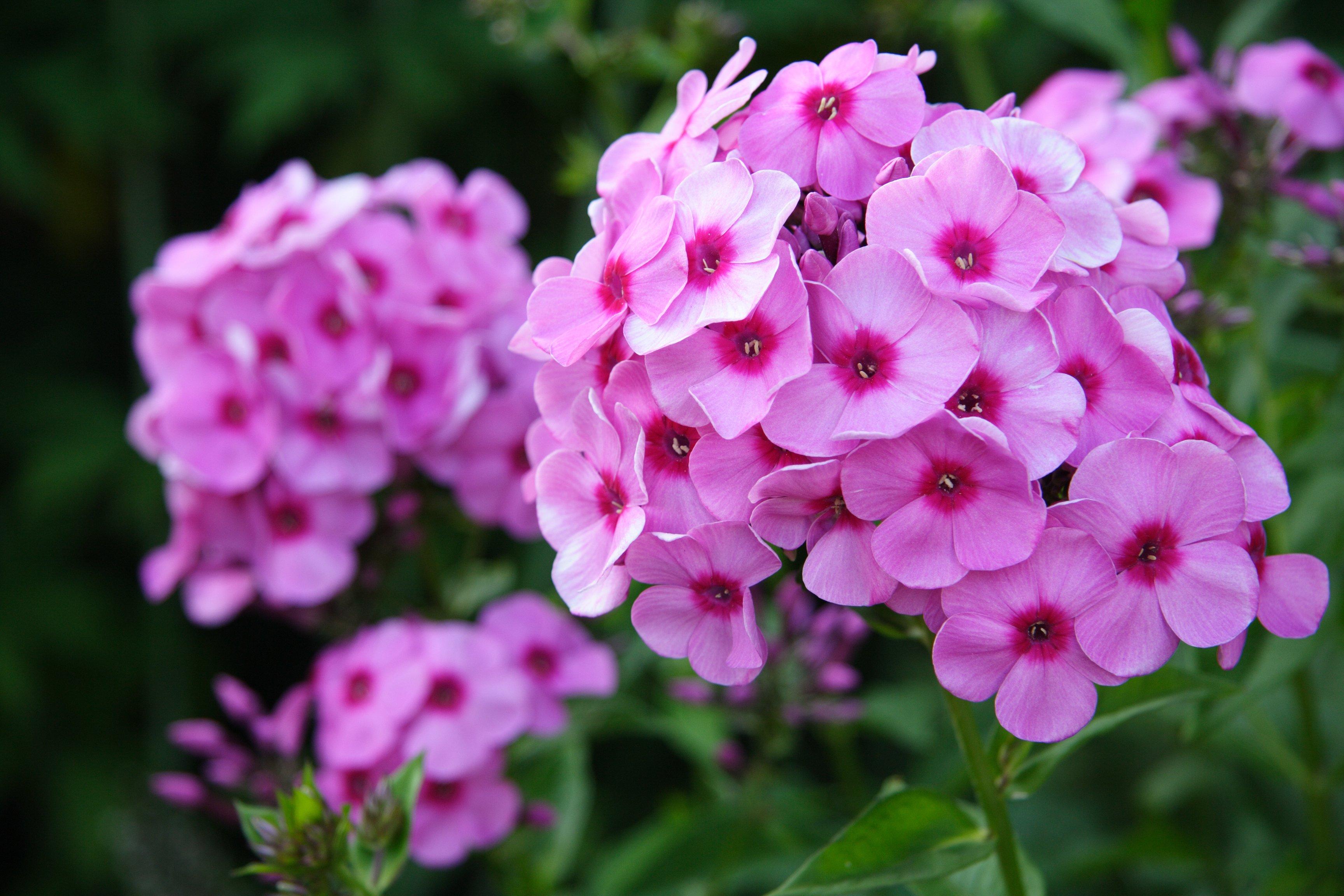 pink-flower-phlox