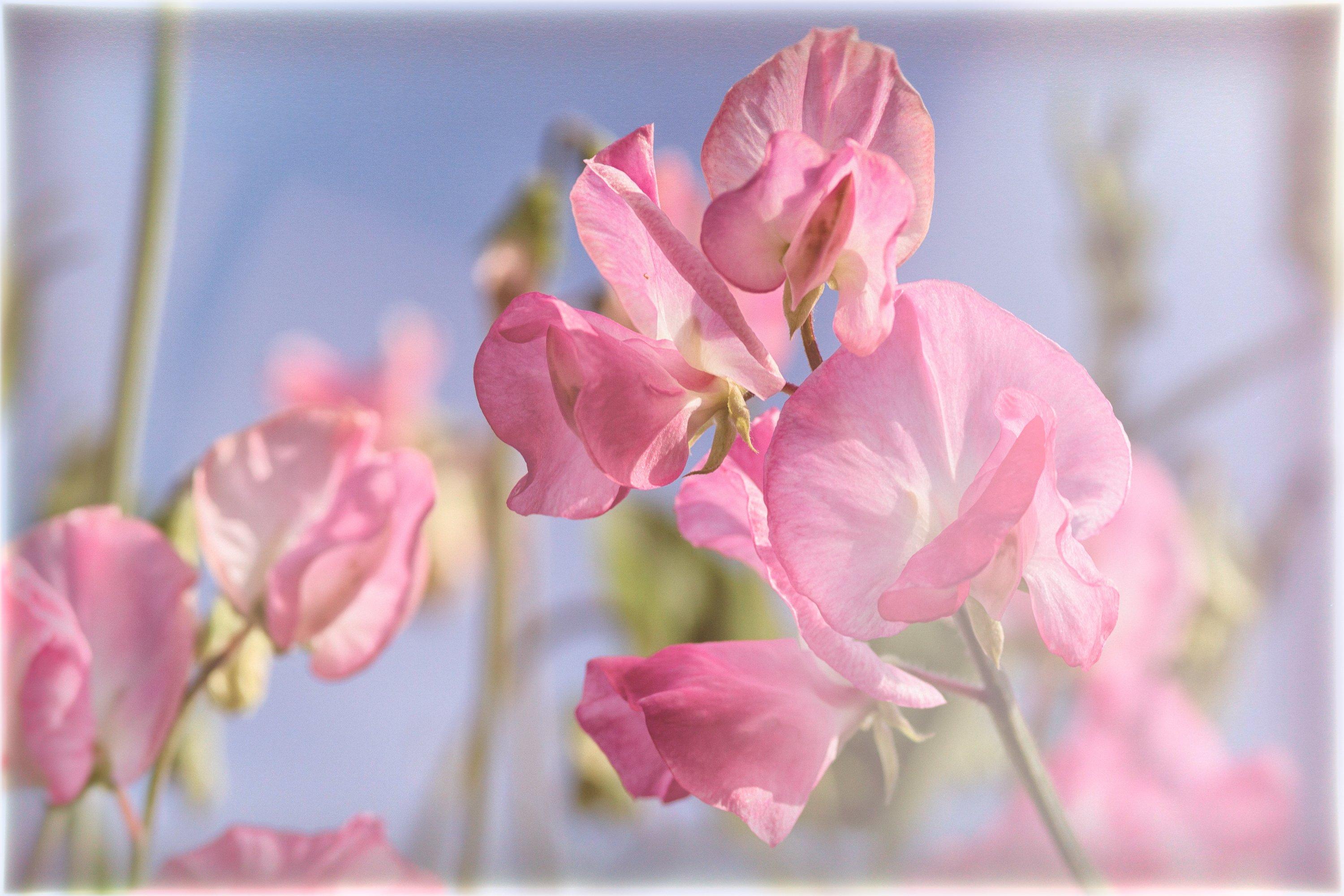 pink-sweet-peas