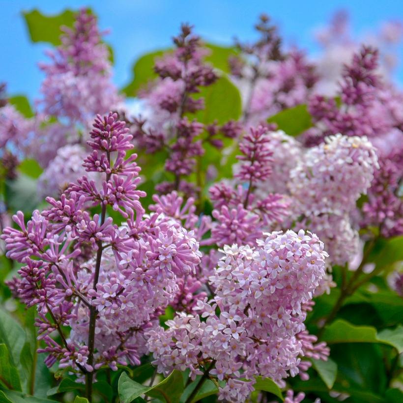 pink-violet-lilac-flower