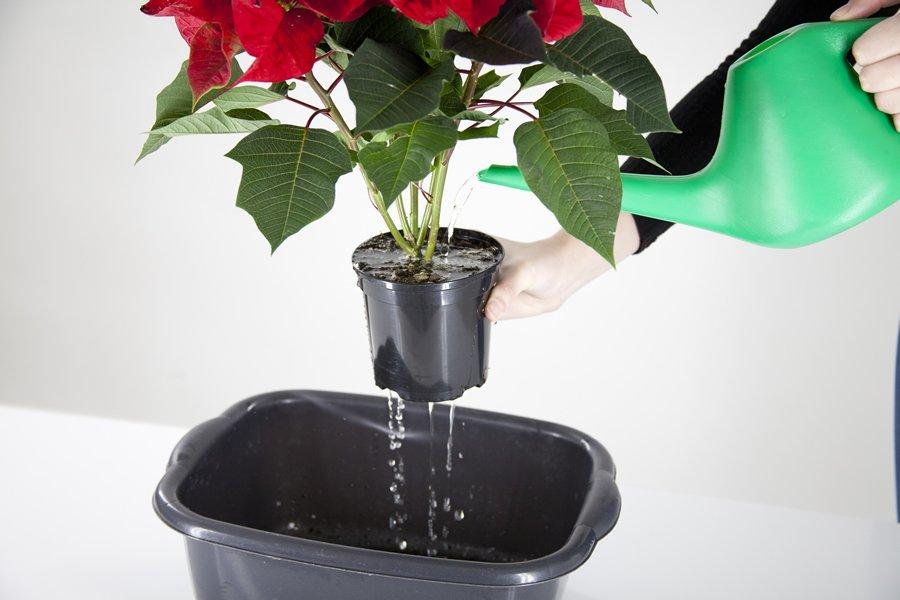 poinsettia-after-care-red-plant