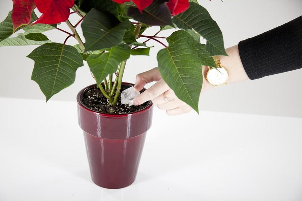 poinsettia-after-care-red-plants