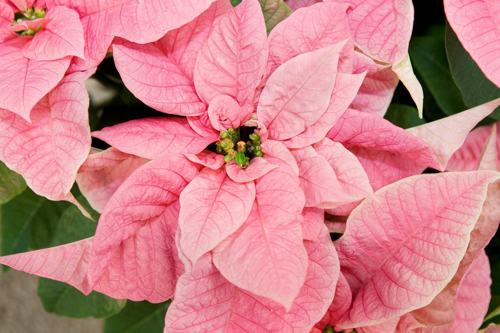 poinsettia-pink-plant