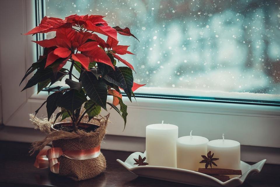 poinsettia-red-plant-candles