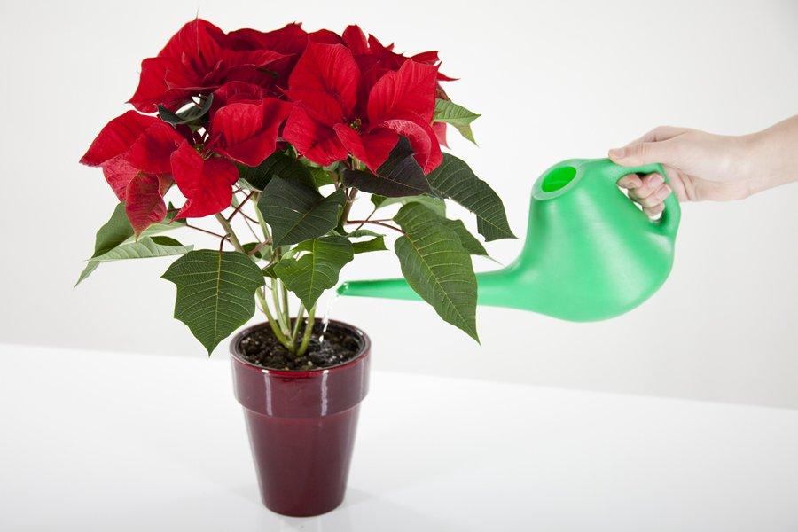 poinsettia-watering-red-plant