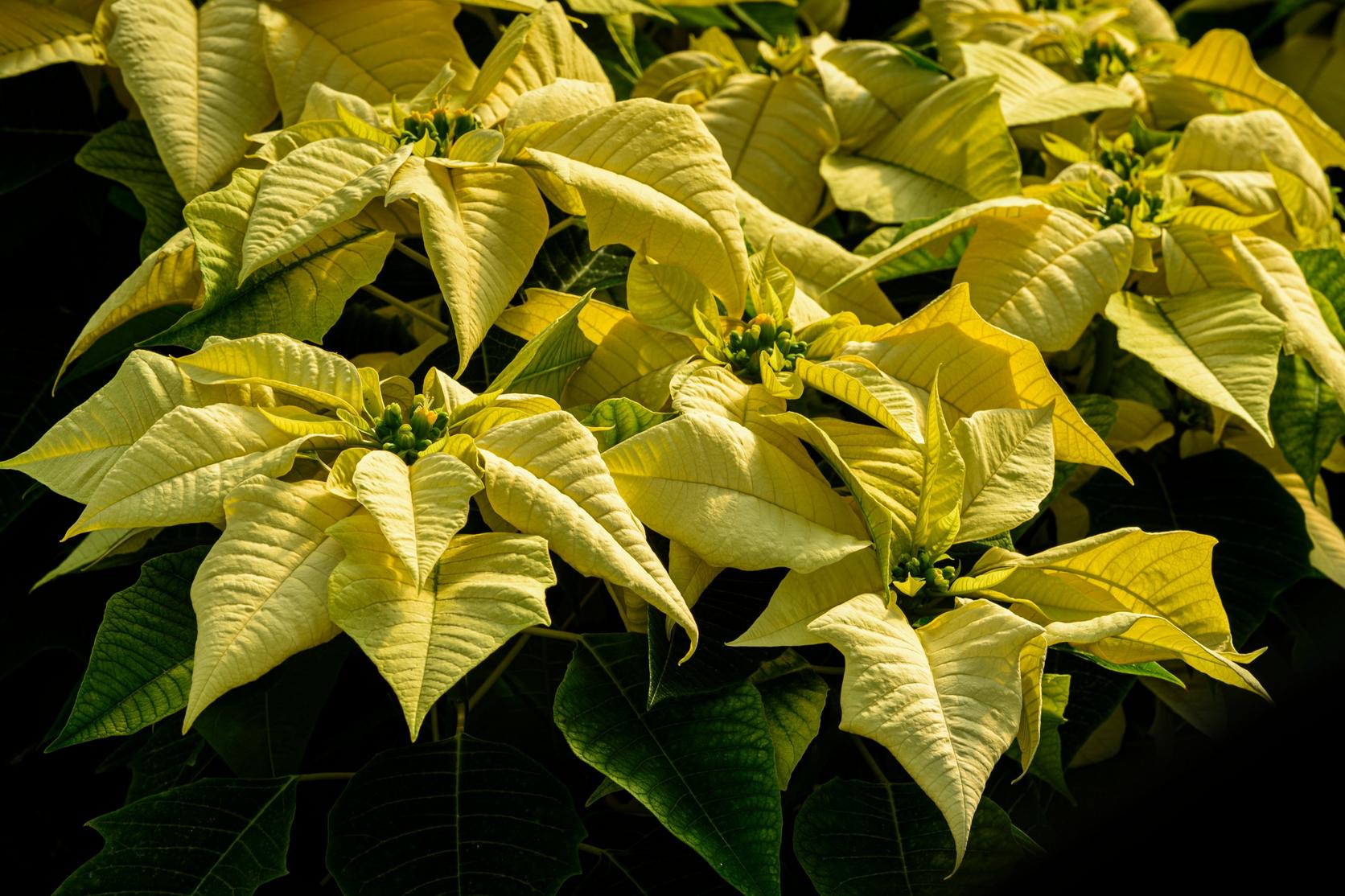 poinsettia-yellow-plants