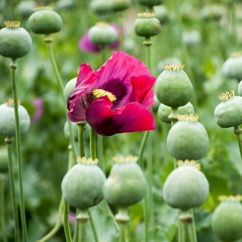 poppy-blooming-growing