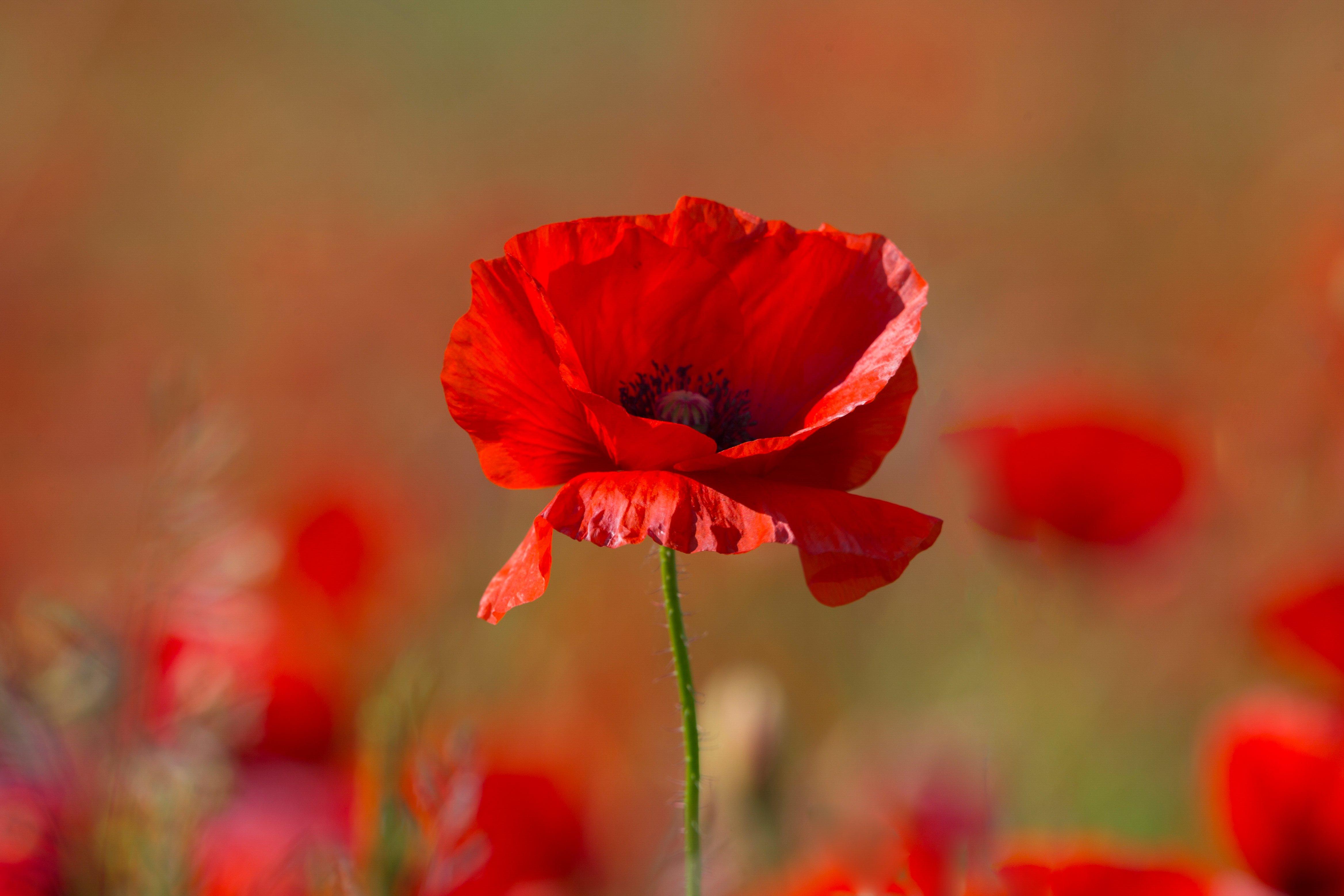 poppies