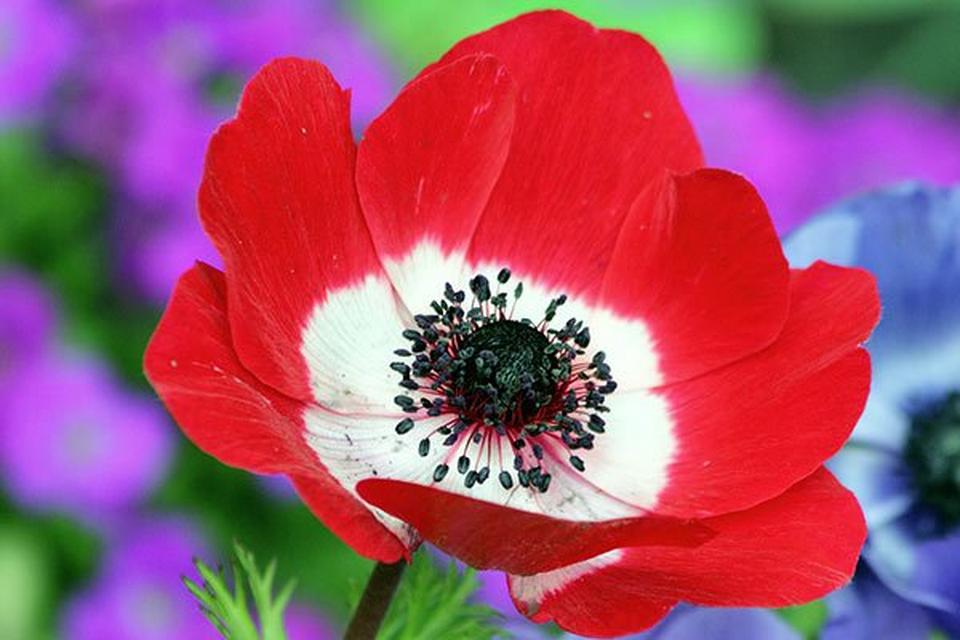 poppy-red-flower