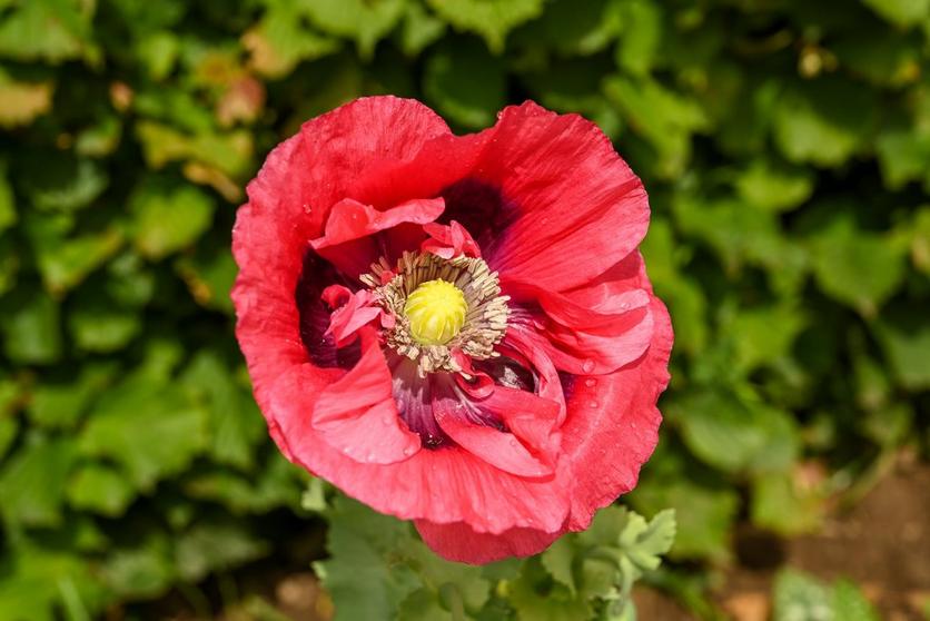 poppy-red-opium-flower