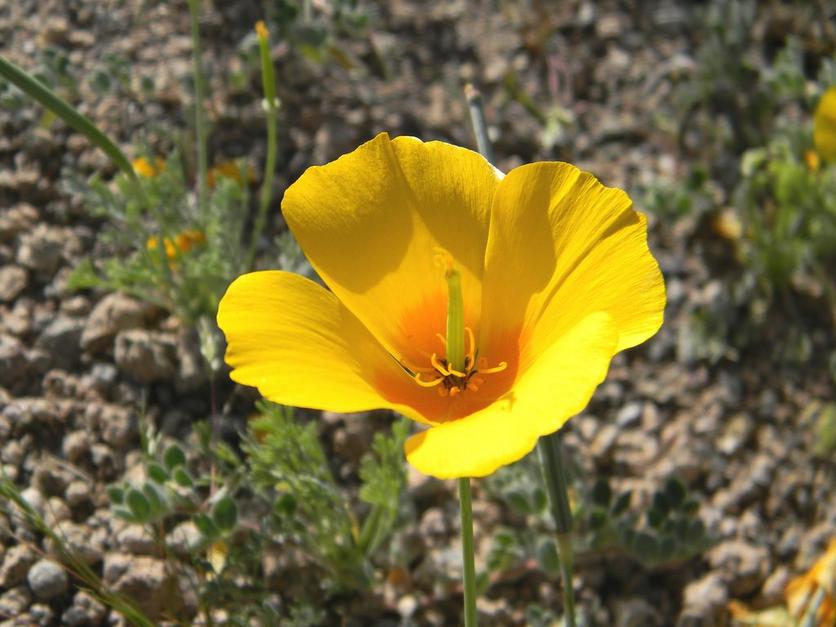 poppy-tulip-yellow-flower