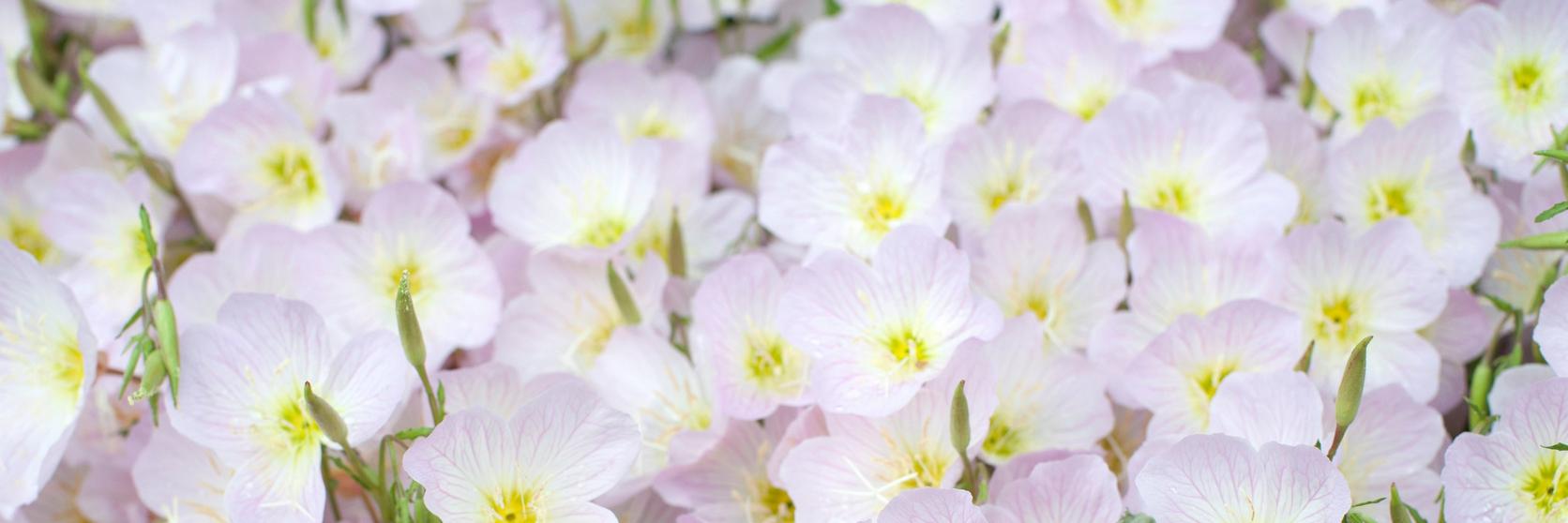 primrose-pink-white-flowers