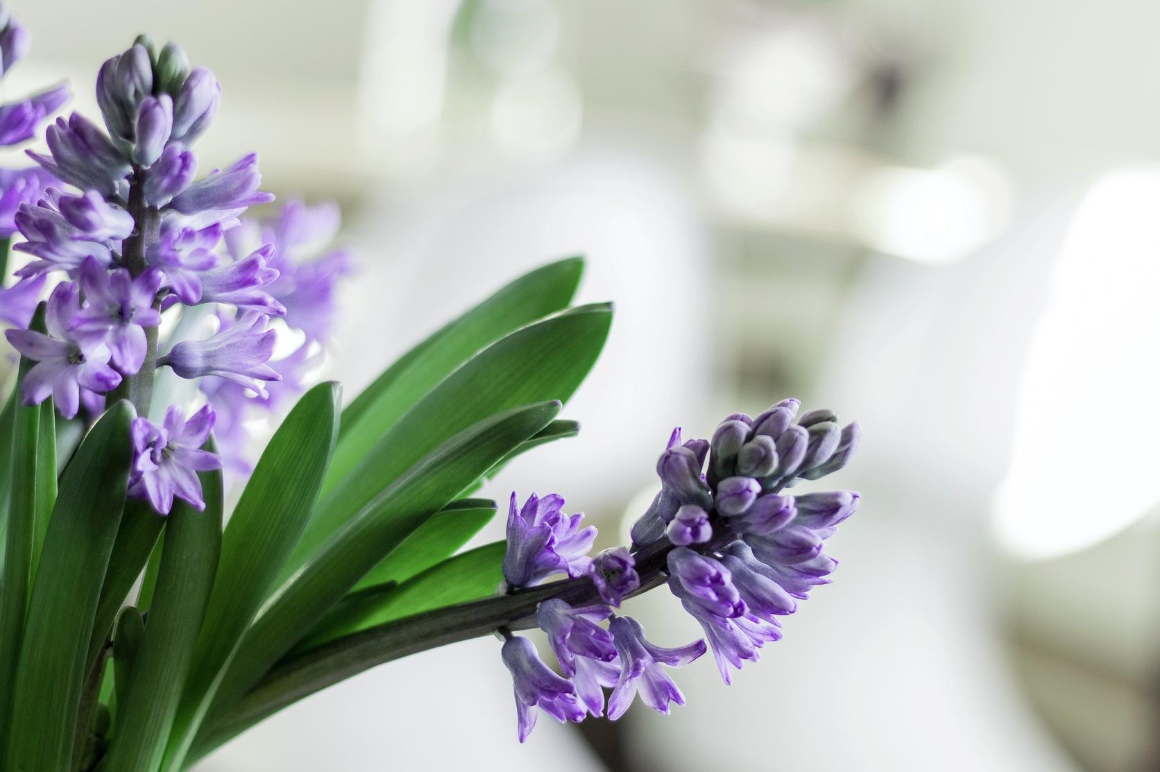 purple-hyacinth