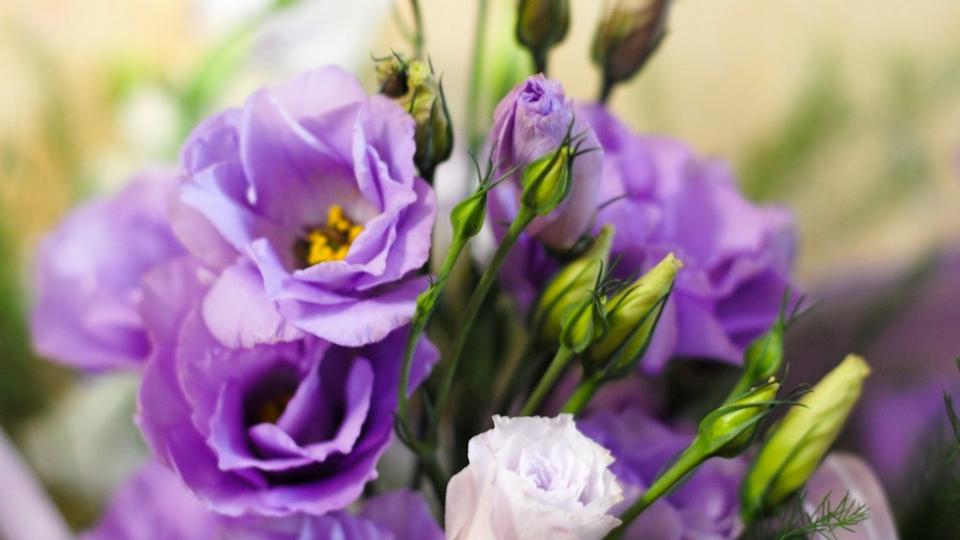 purple-lisianthus-flowers