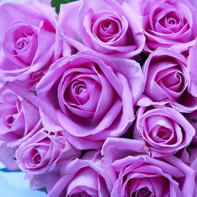 purple-roses
