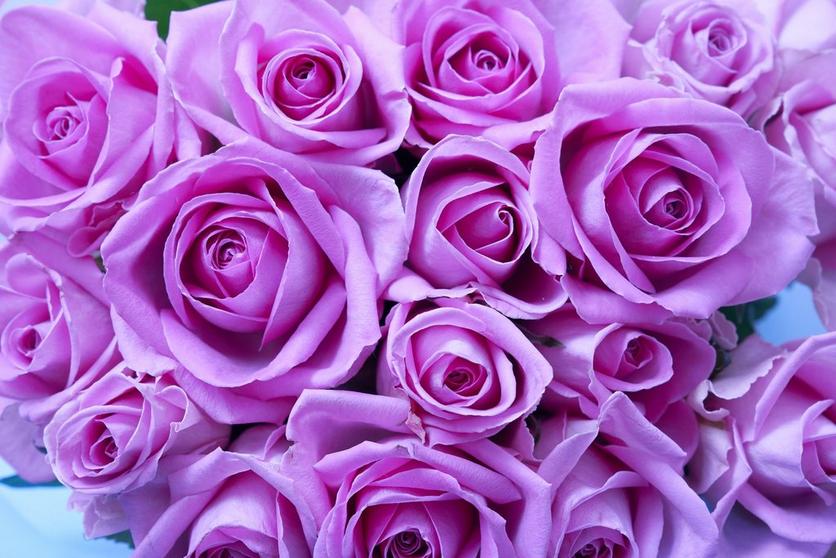 purple-roses