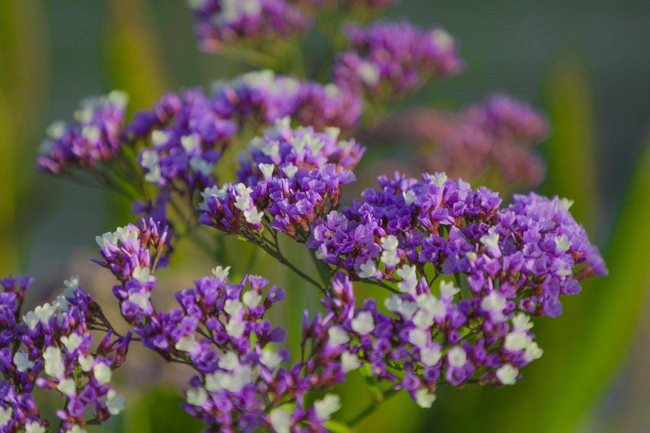 purple-statice-flowers