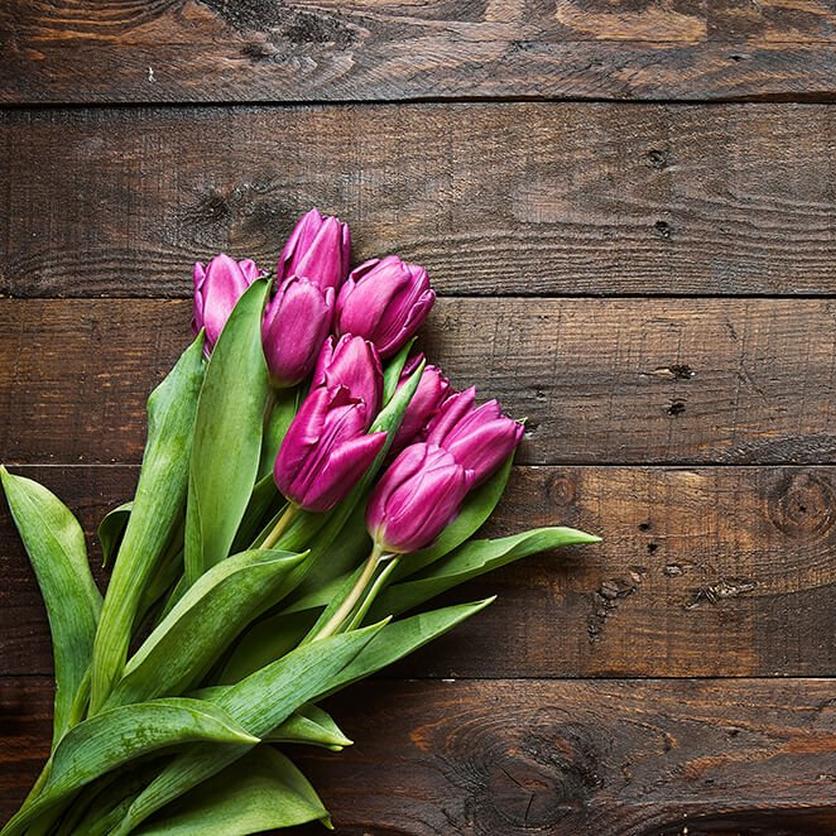 purple-tulips-ultimate-flower