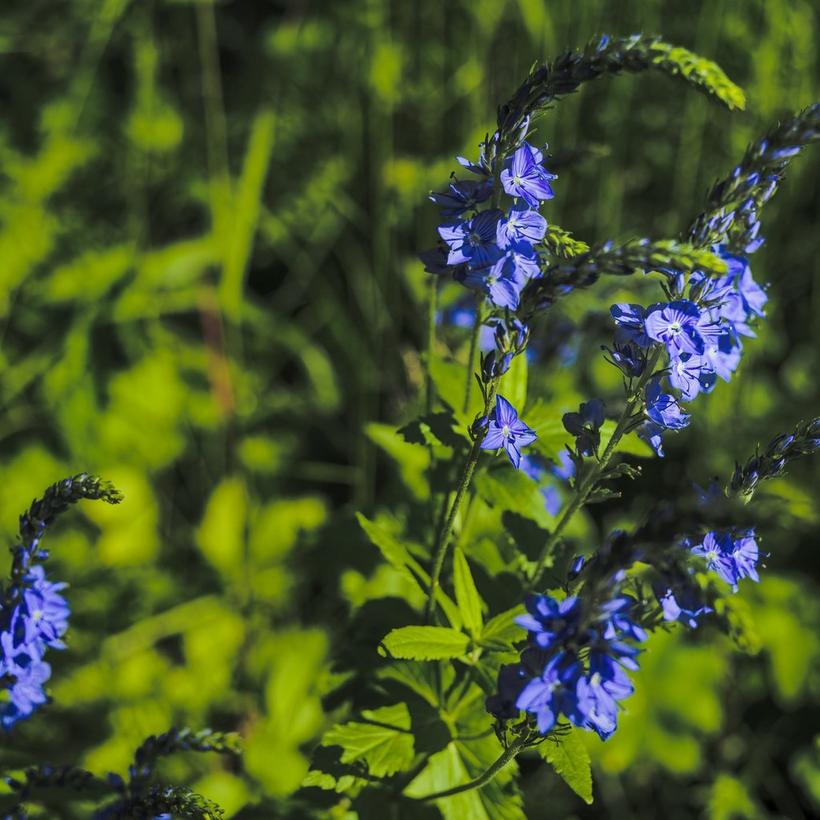 purple-veronica-flowers