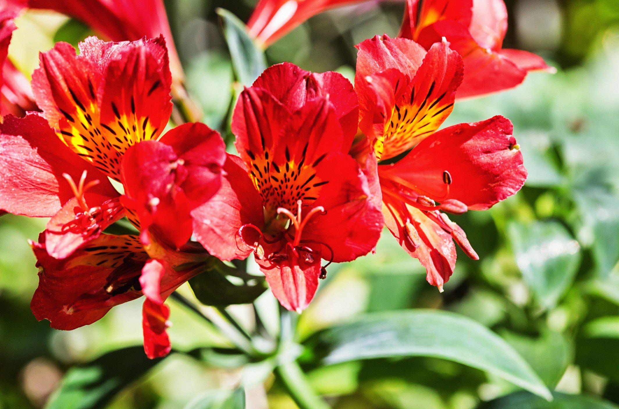 red-Alstroemeria