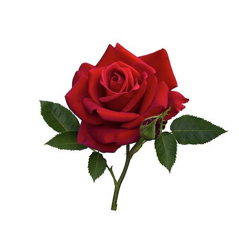 Ultimate Guide To Roses; Facts, Types & Tips | Interflora
