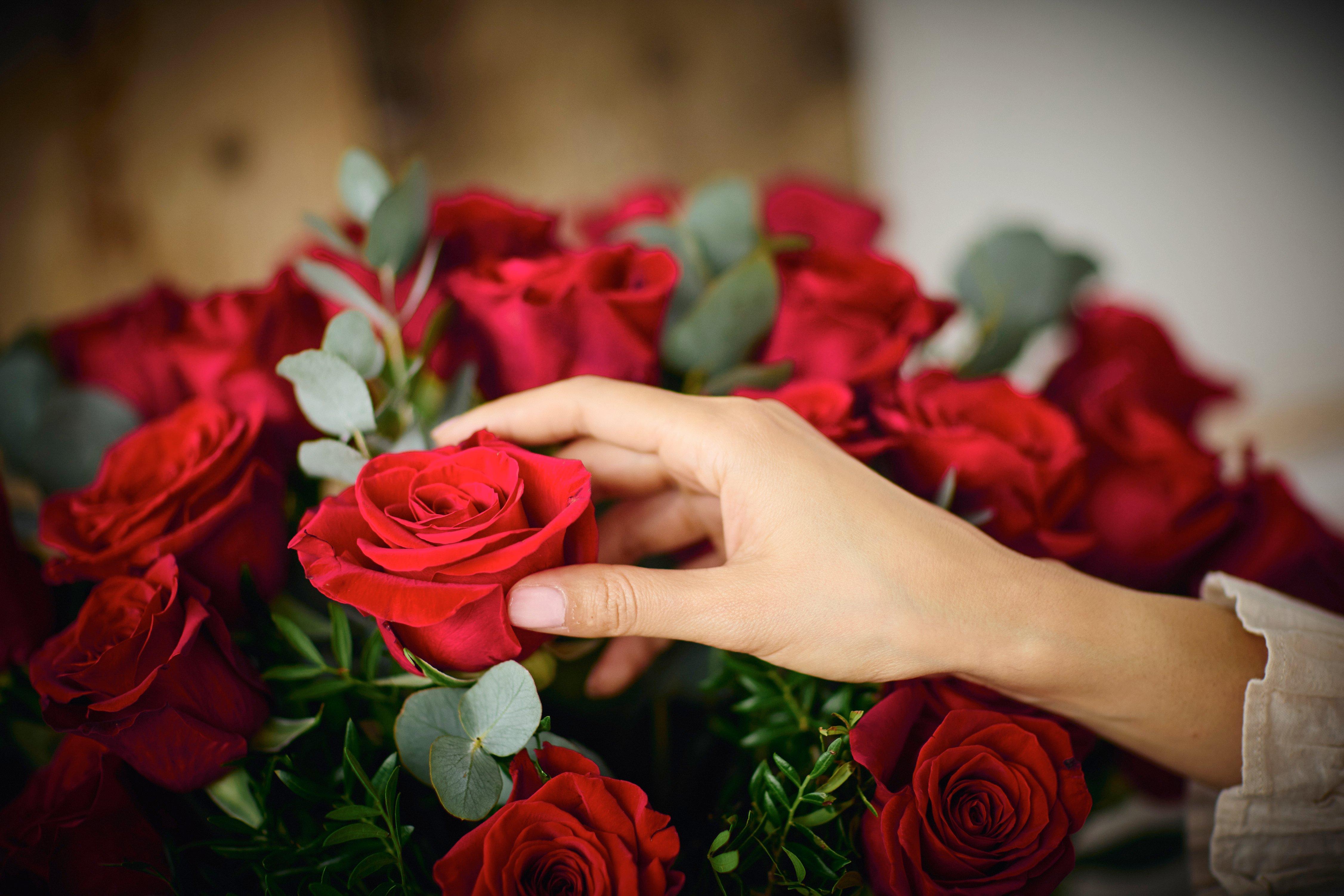 red_rose_content_imagery (57)