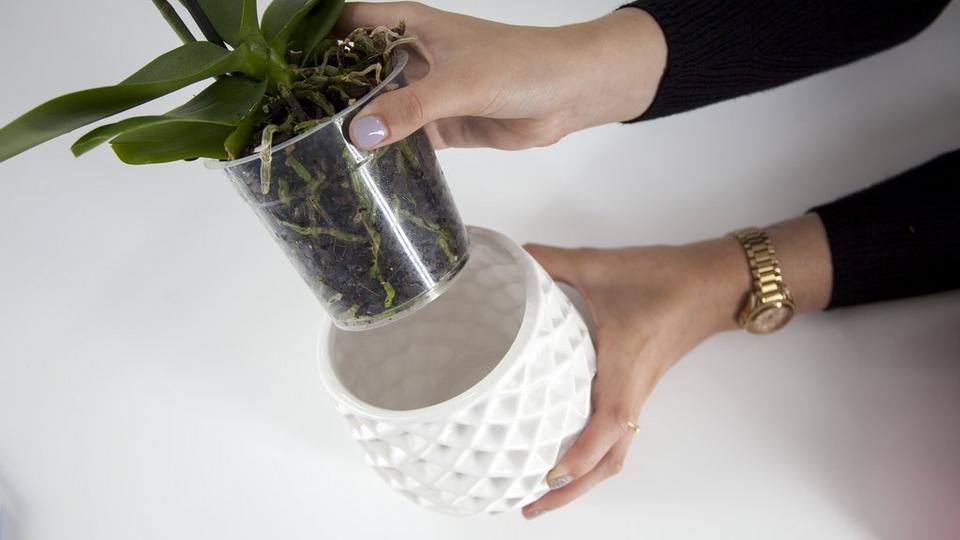 repotting-care-plant-pot