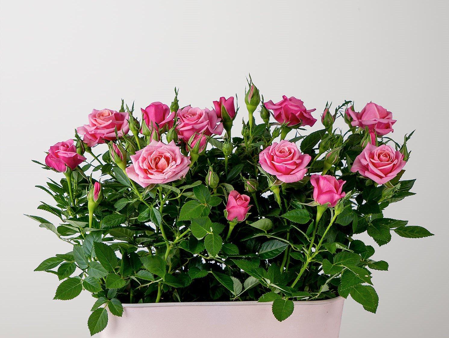 rose-pink-plants-in-tin