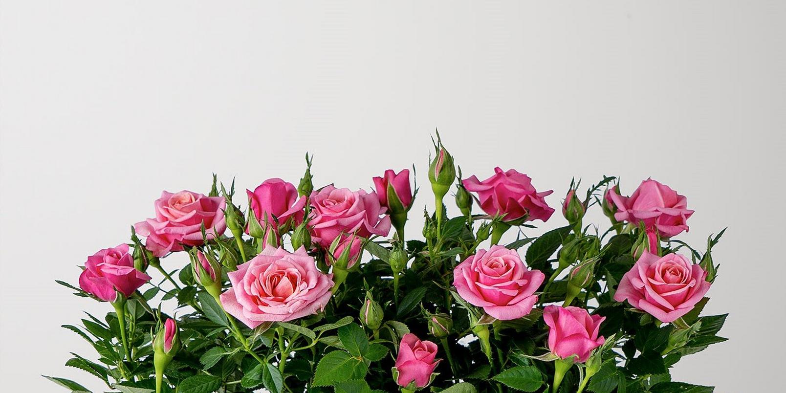 rose-plants