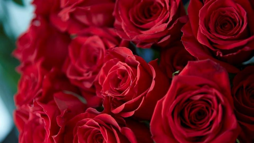 roses-bunch-red-flowers