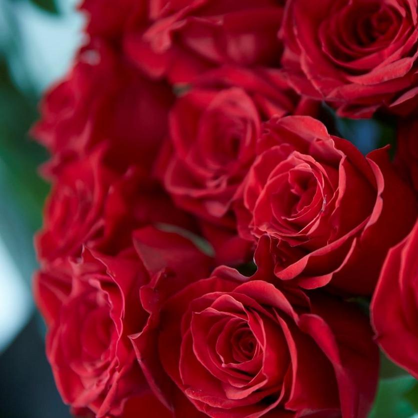 roses-bunch-red-flowers
