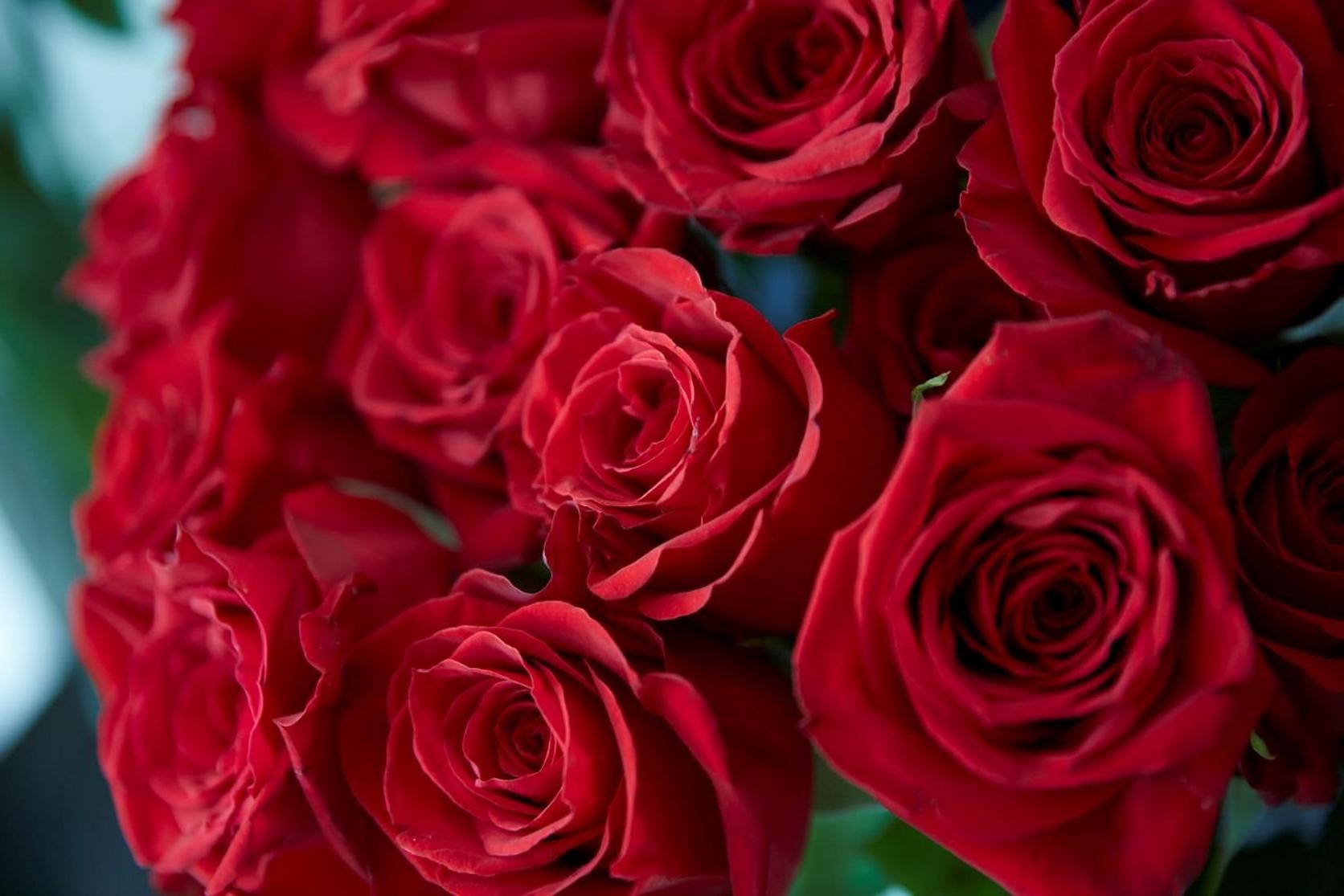 Love Of My Life Rose | Red Hybrid Tea |Style Roses