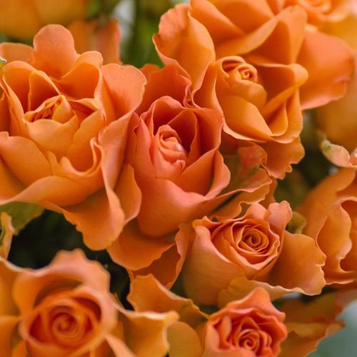 roses-orange-flower