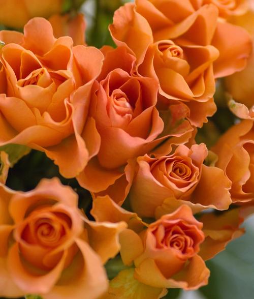 roses-orange-flower