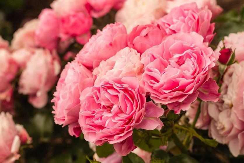 roses-pink-exotic-flowers
