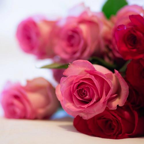 roses-pink-flowers