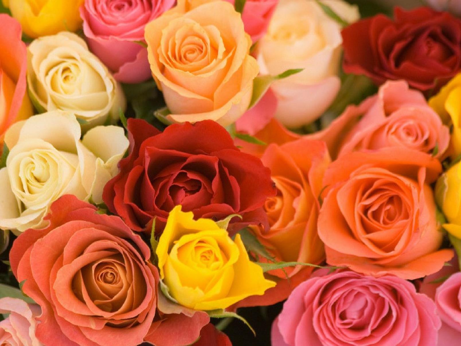roses-pink-orange-red-yellow-flowers
