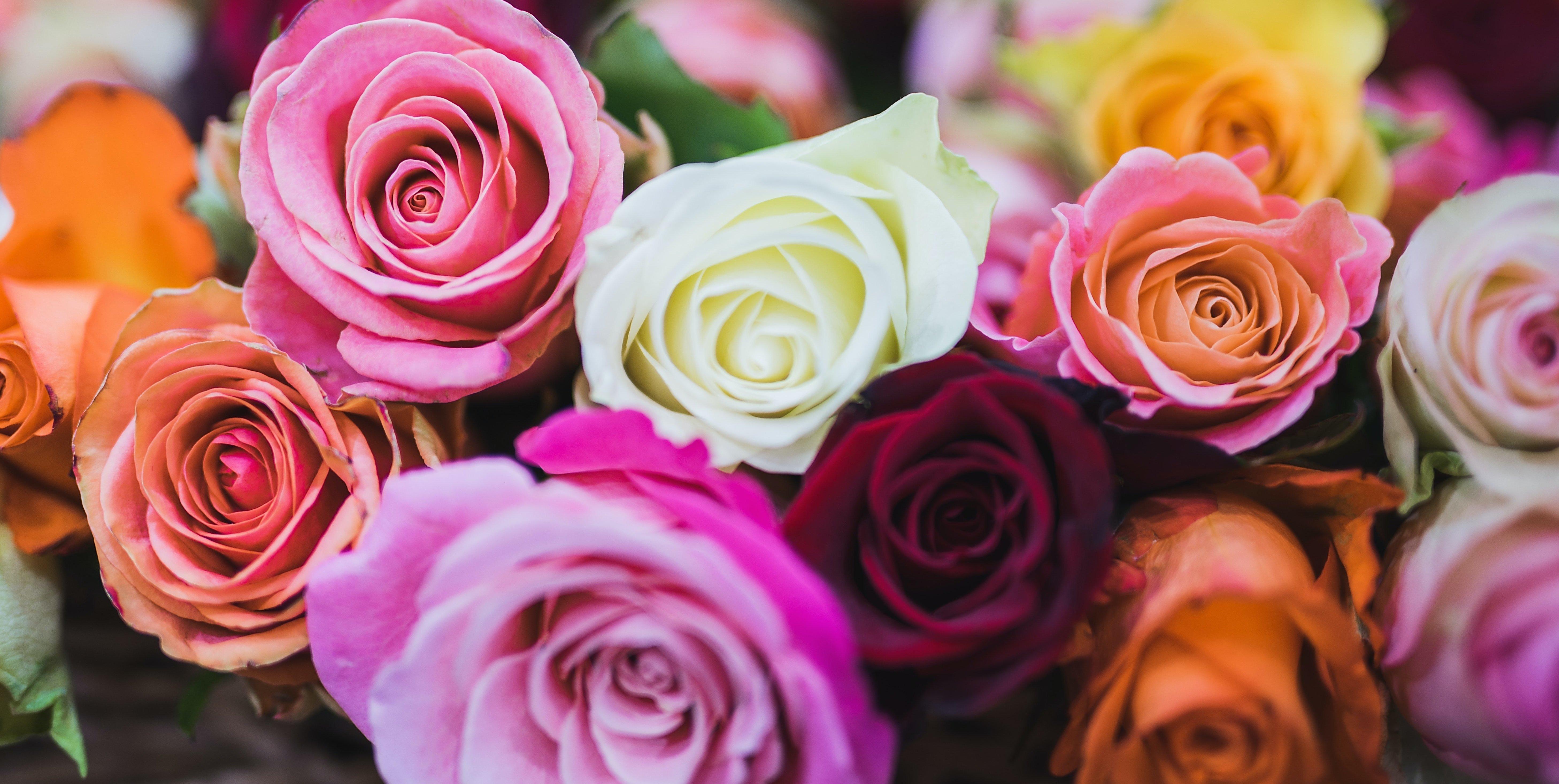 roses-pink-orange-white-red-flowers