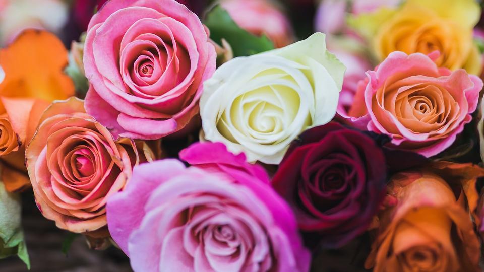 roses-pink-orange-white-red-flowers