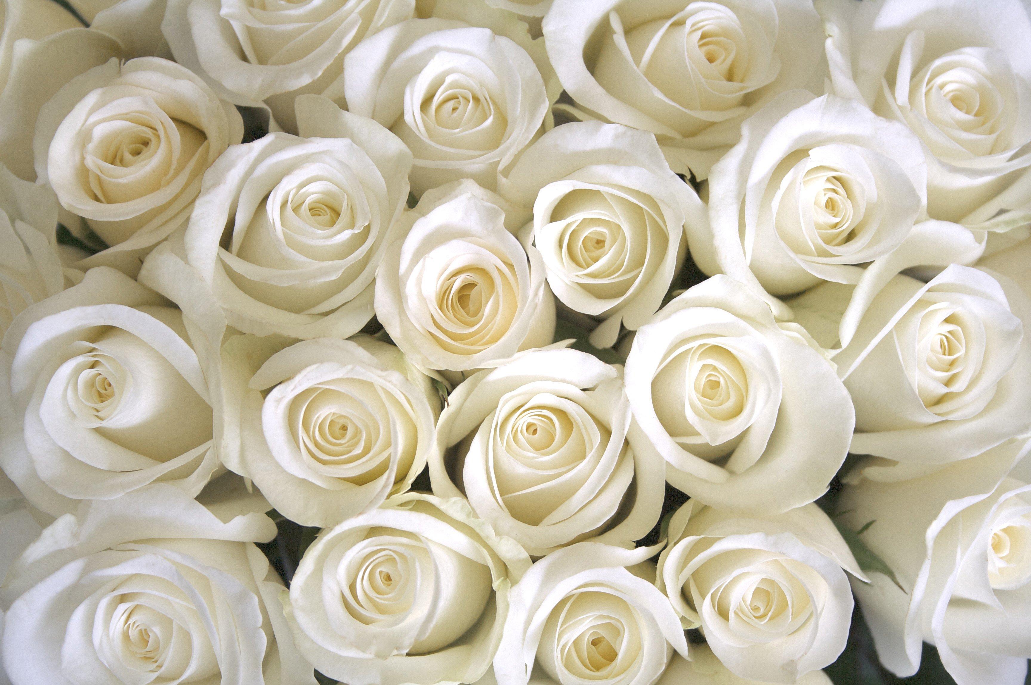 roses-white-flowers
