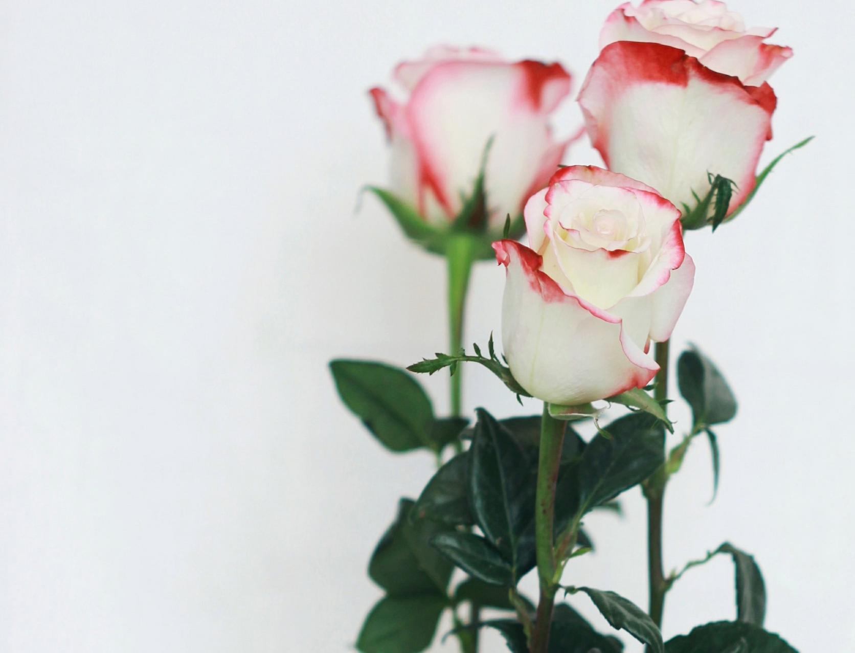 How to Apply Sevin Dust to Roses: Ultimate Guide for Healthy Blooms
