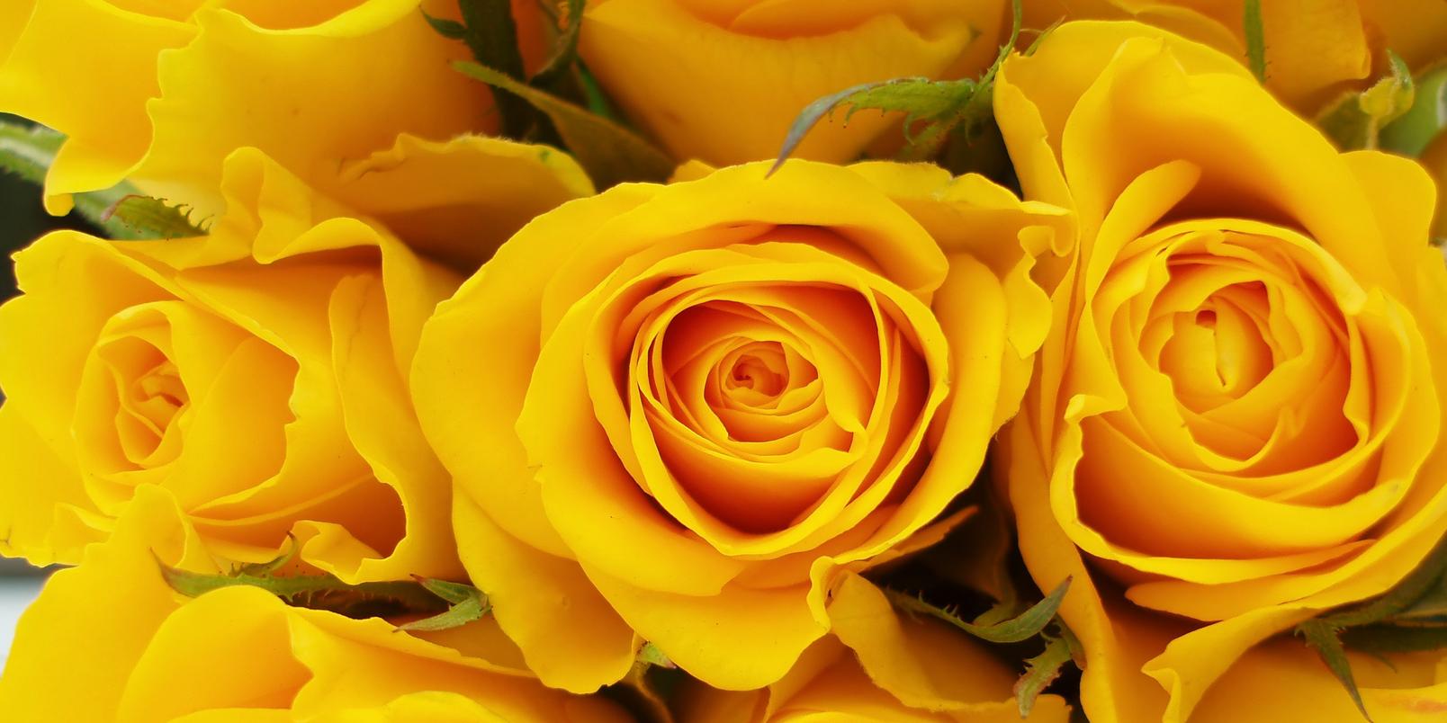 roses-yellow-flowers-bunch