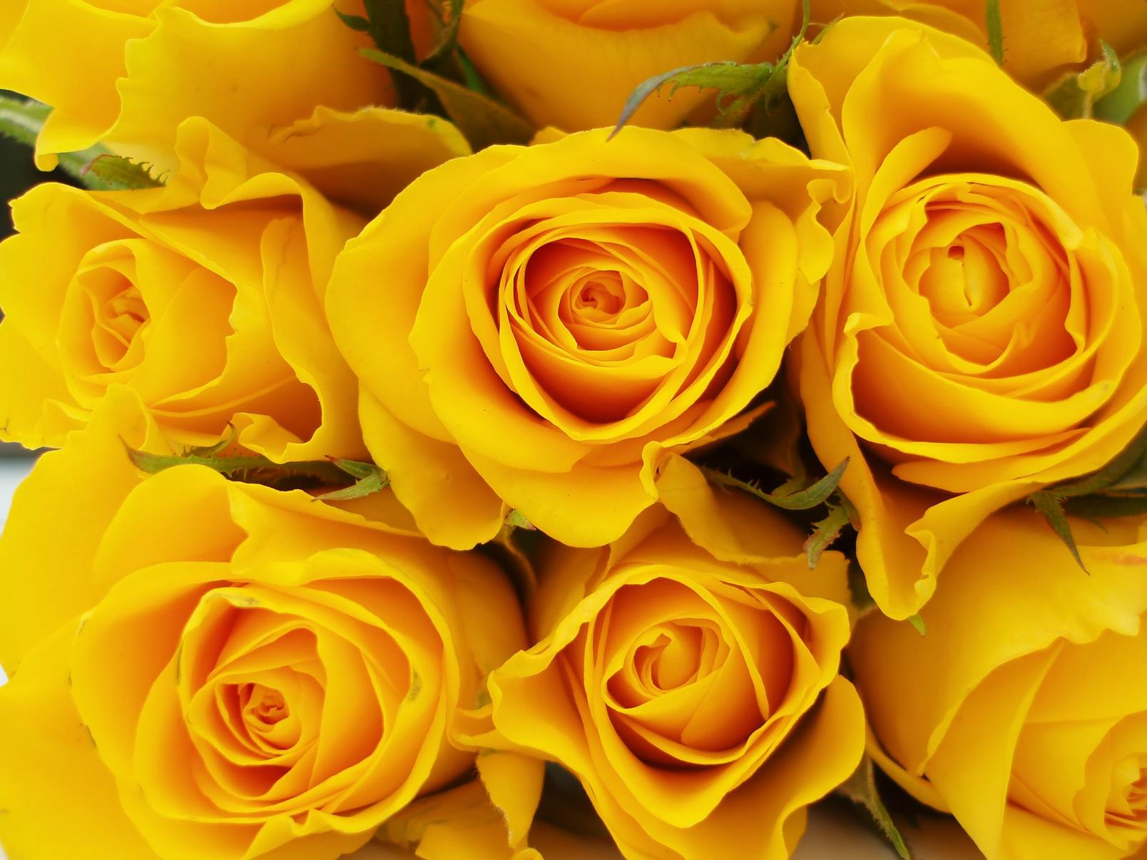 roses-yellow-flowers-bunch