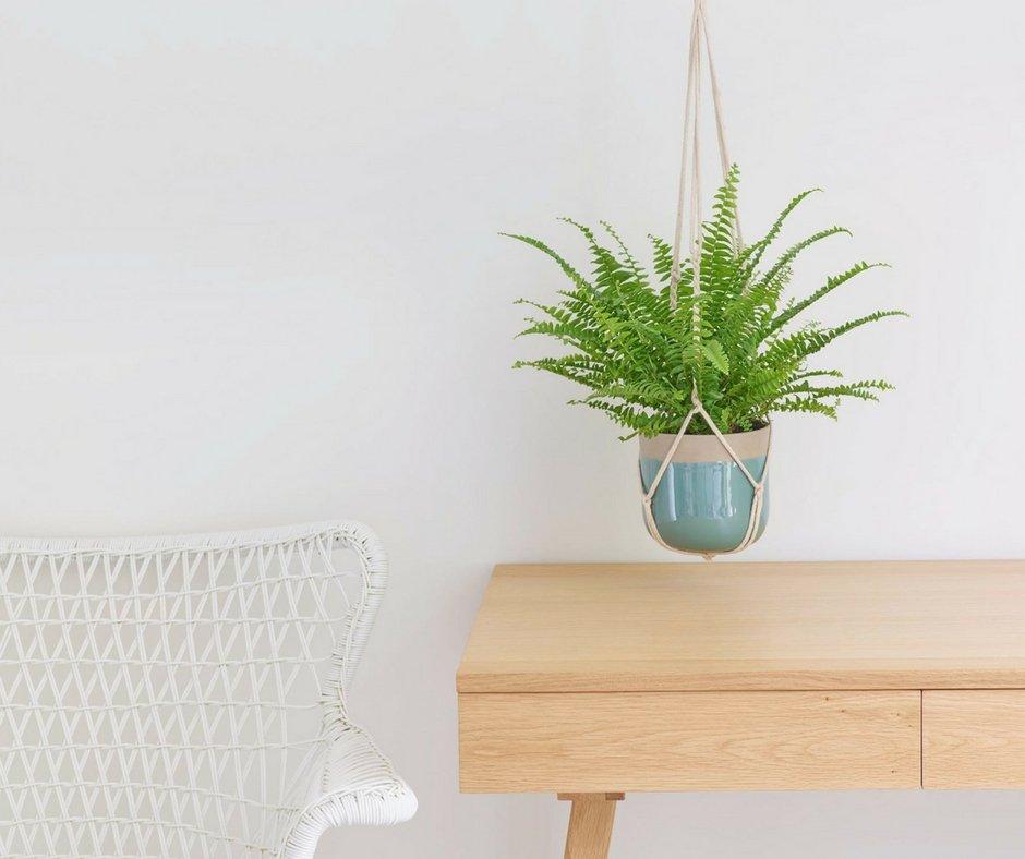 scandi-plant-hanging