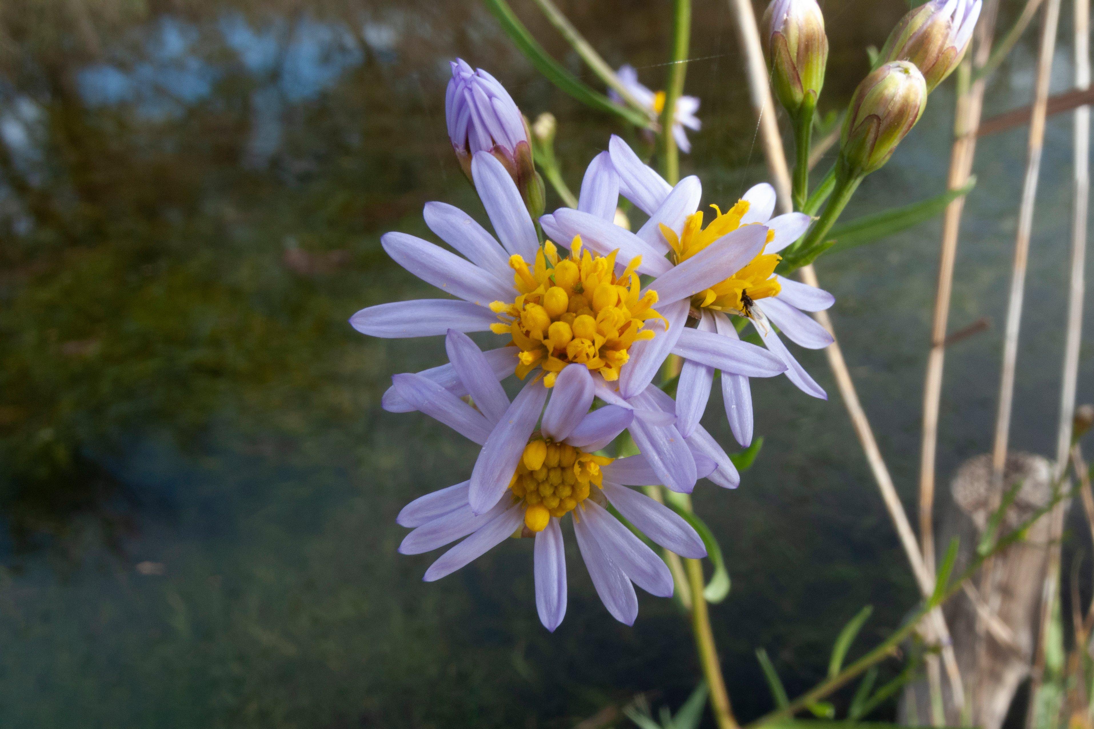 sea-aster-purple-flowers