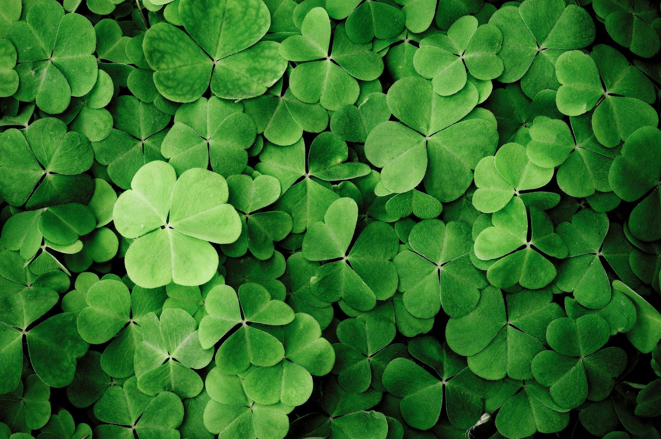 shamrock-green-flowers