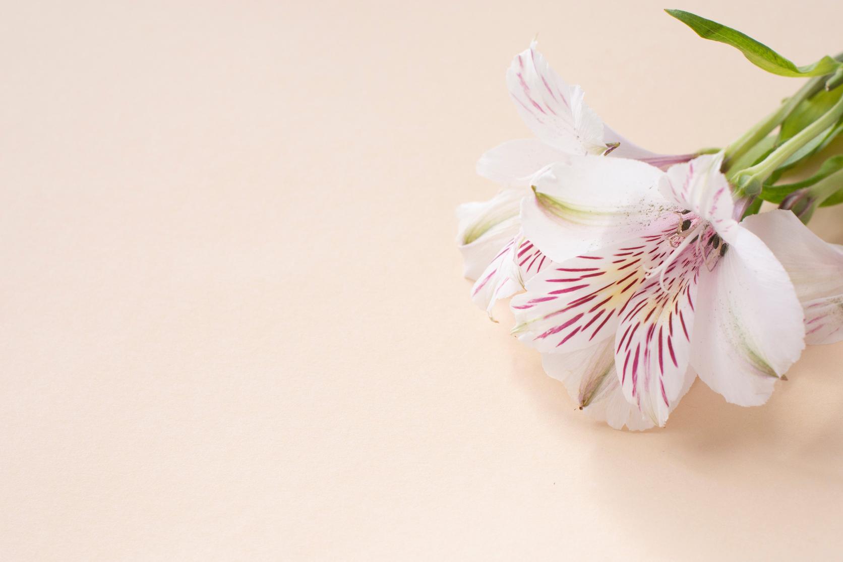 single-alstromeria-white-flower