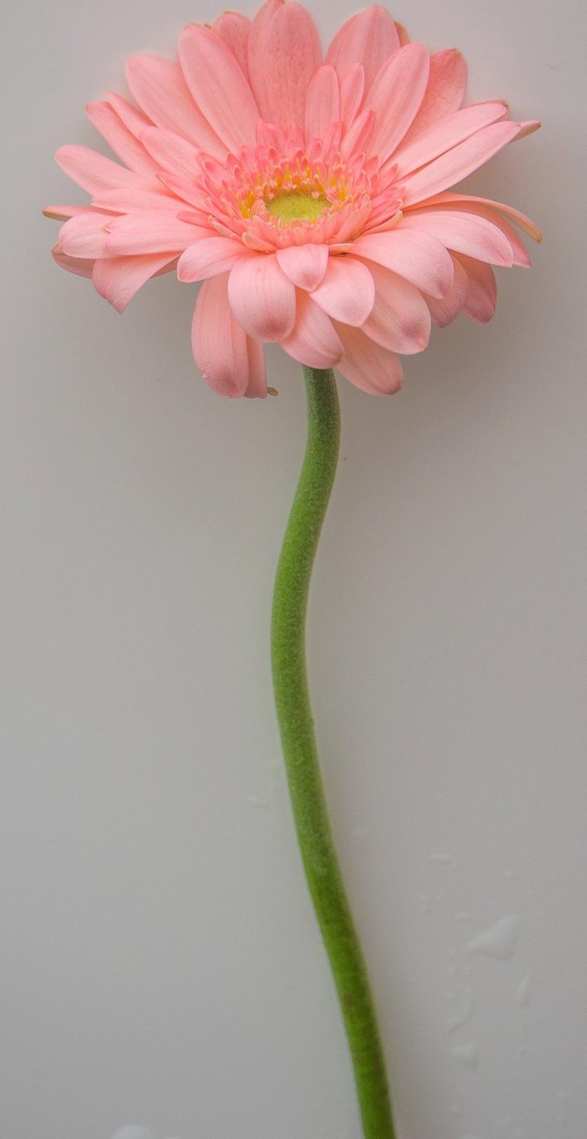 single-gerbera-daisy-pink-flower