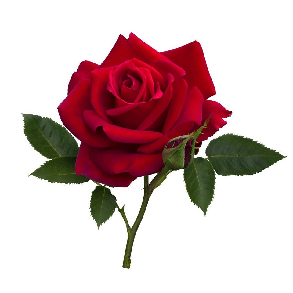 single-rose-red-flower