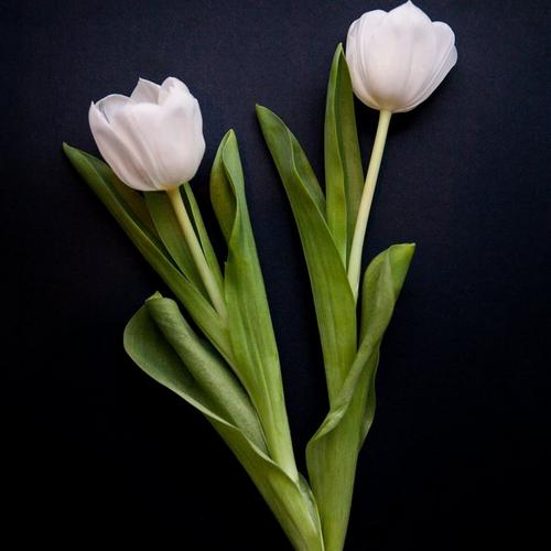 single-tulip