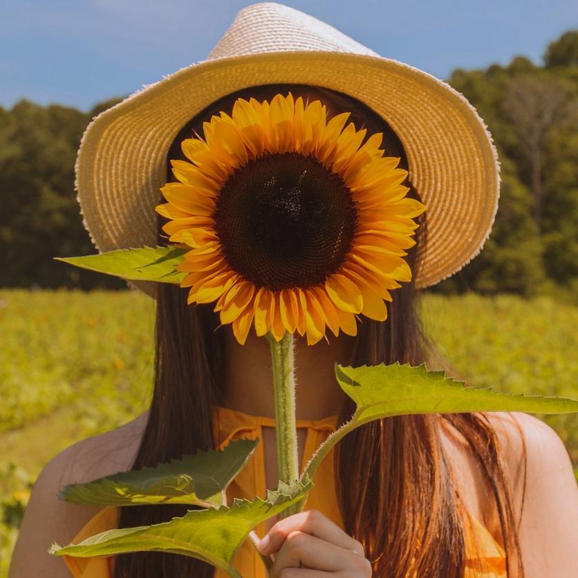 small-sunflower-yellow-taiyo